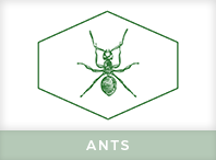 Ant Exterminator Windsor