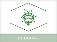 Bed Bugs Exterminator