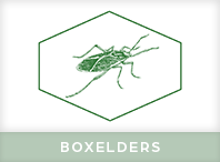 Box Elders Exterminator