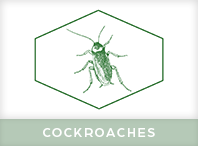 Cockroaches Exterminator
