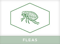 Fleas Exterminator Windsor
