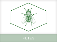 Flies Exterminator