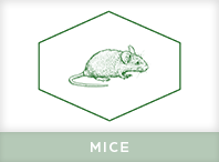 Mice Pest Control Windsor
