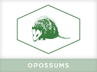 Opossum Pest Control Windsor