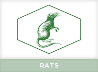 Rats Pest Control Windsor
