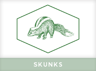 Skunk Pest Control