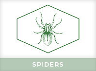 Spider Exterminator Windsor