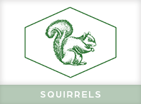 Squirrel Pest Control Windsor