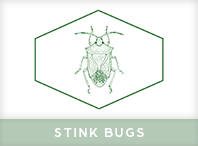 Stink Bugs Exterminator